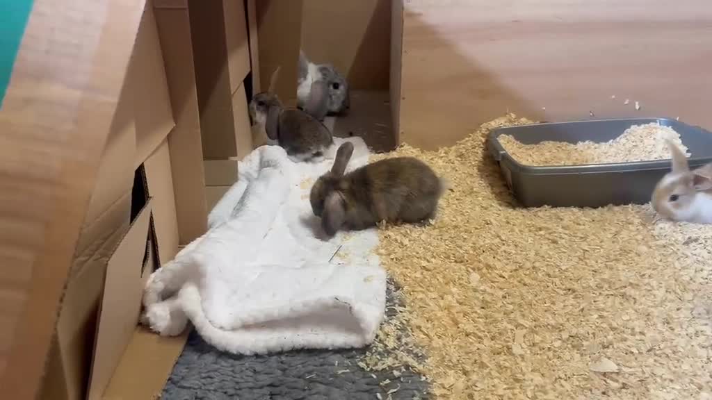 French Lop rabbits for sale: Pure breed Baby Giant French Lops Rabbits - Video 1