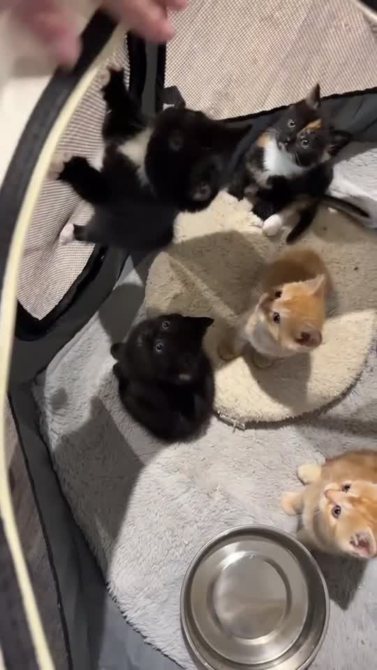 British Shorthair cats for sale: READY TO GO - BSH x Scottish Straight Kittens - Video 2