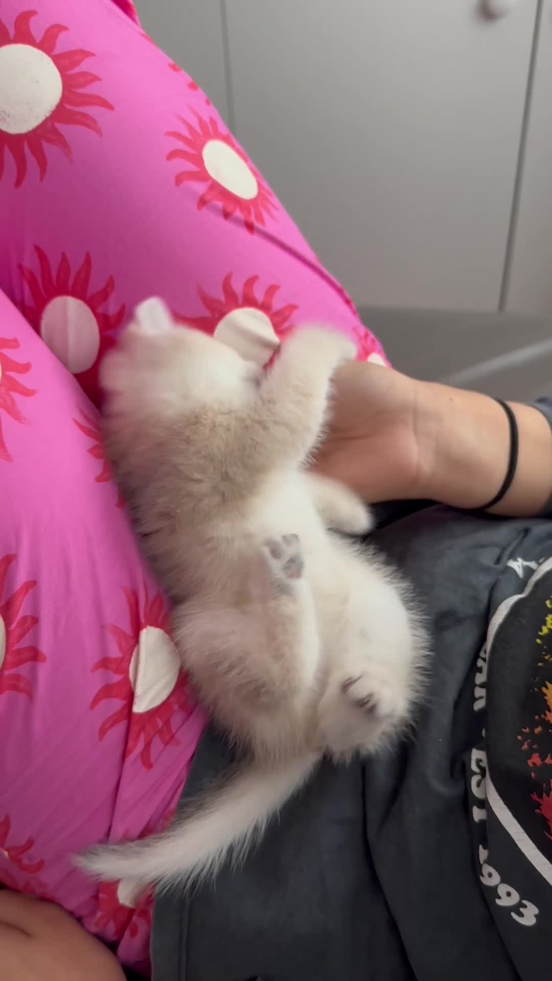 British Shorthair cats for sale: British Shorthair Golden kitten GCCF - Video 2