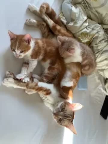 Mixed Breed cats for sale: 3 cute kittens, 2 months old, seeking loving homes - Video 1