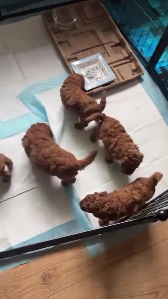 Labradoodle dogs for sale: Beautiful Red Labradoodle Puppies - Video 5