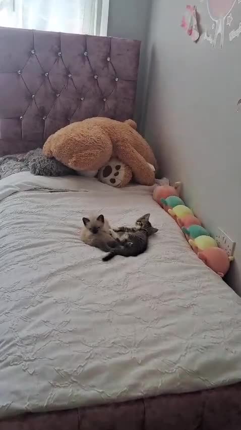 Mixed Breed cats for sale: 1 female kitten for sale in London - Video 1
