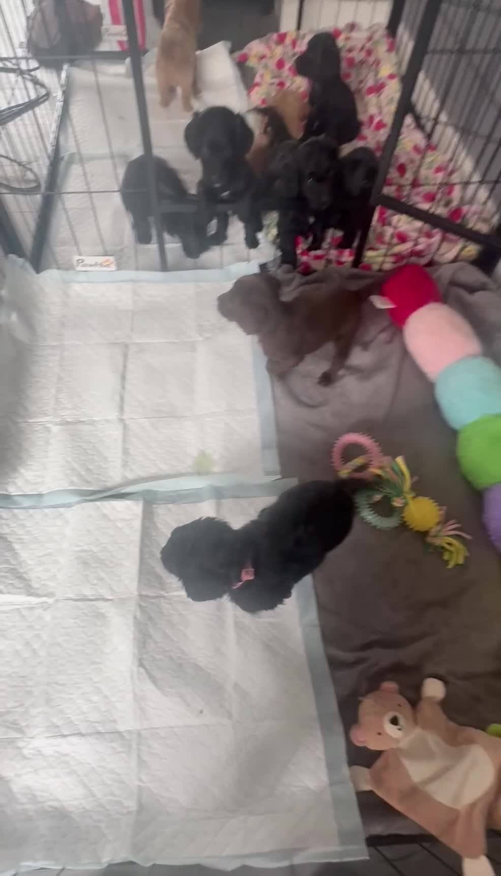 Cockapoo dogs for sale: F1B Cockapoo Puppies 💜🩵 - Video 1