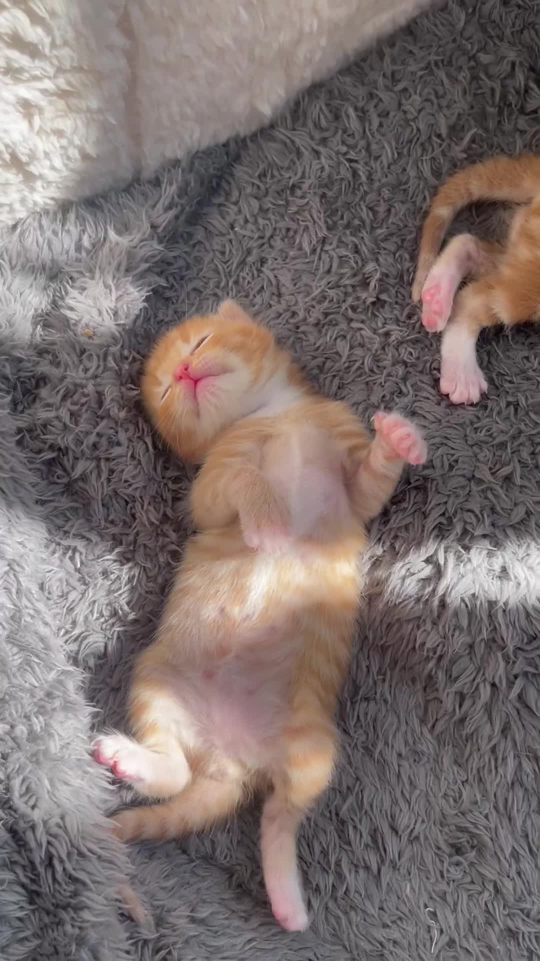 American Shorthair cats for sale: 4 male kittens for sale! - Video 2