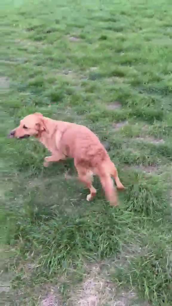 Goldador dogs for sale: Friendly happy healthy Goldador Girl - Video 1