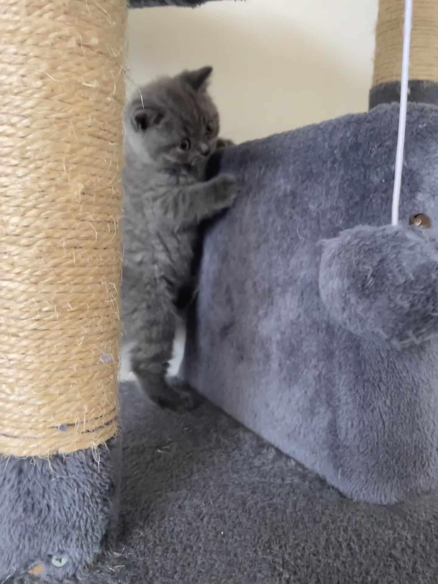 British Shorthair cats for sale: Wonderful, fluffy British Shorthair kittens - Video 3