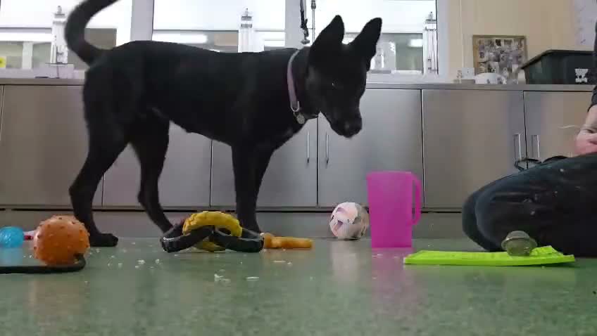 Belgian Shepherd Dog dogs for adoption: Mulan - Video 1