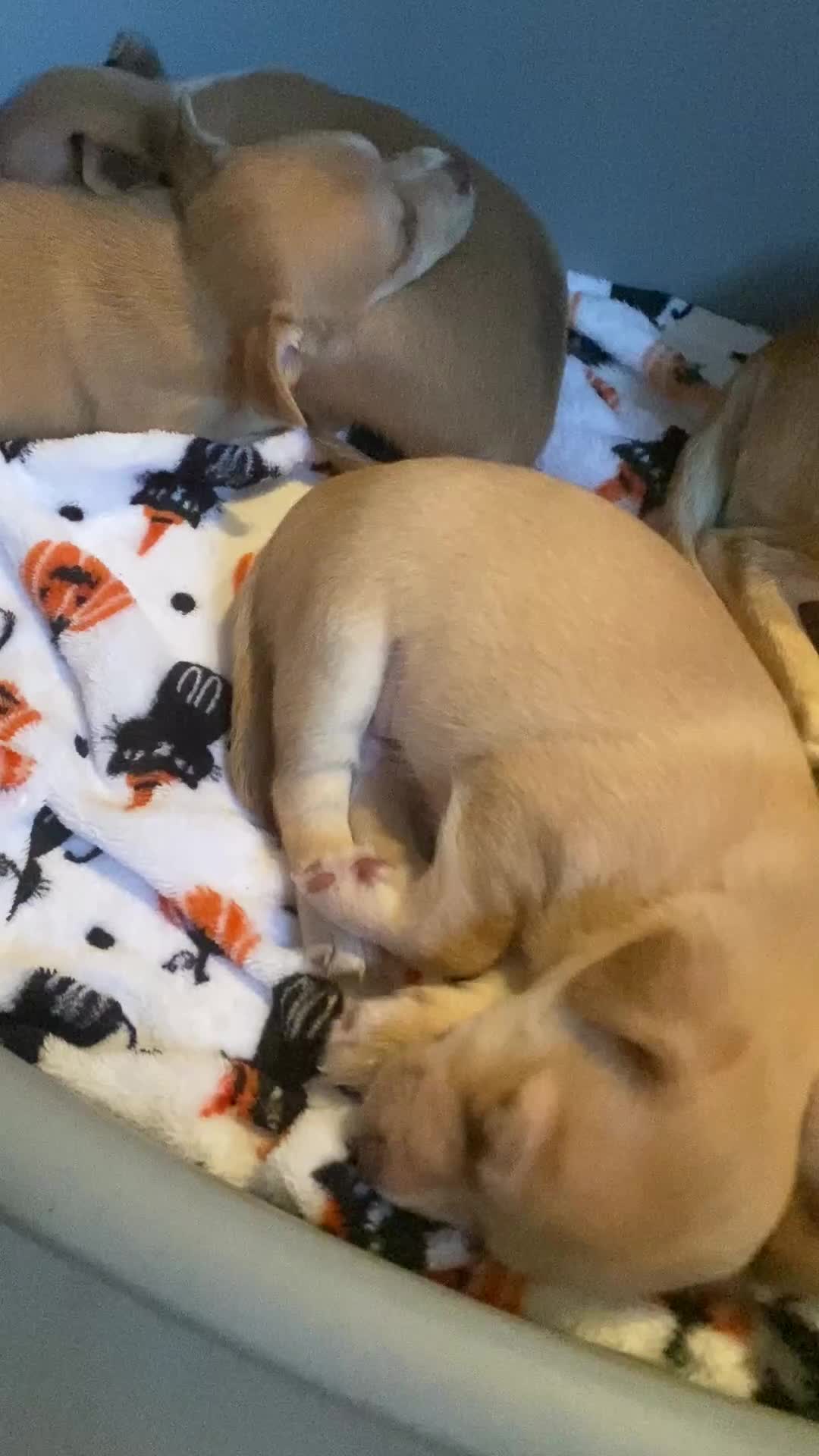 Chihuahua dogs for sale: Four beautiful chihuahua puppies 1 boy 3 girls  - Video 2