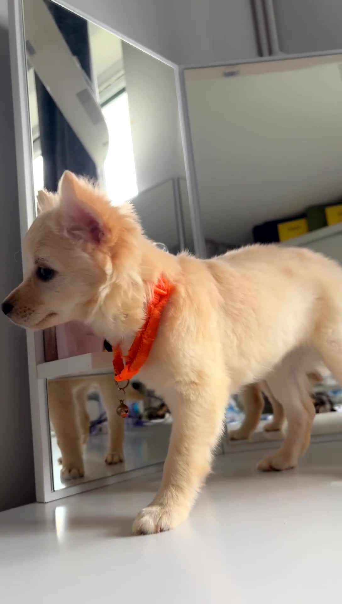 Chihuahua dogs for sale: Chihuahua x Italian volpino (5 puppies left ) 🏆 - Video 3