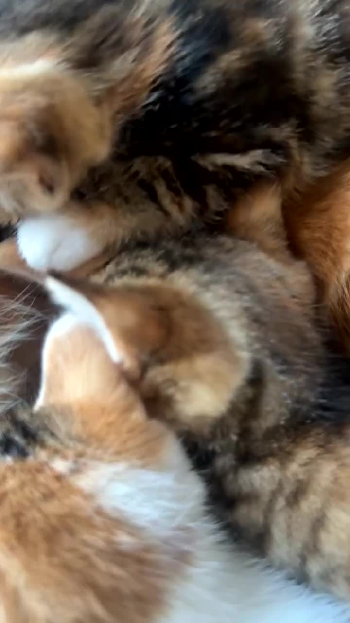 Domestic Shorthair cats for sale:  Adorable Kittens Looking for Their Forever Homes - Video 3