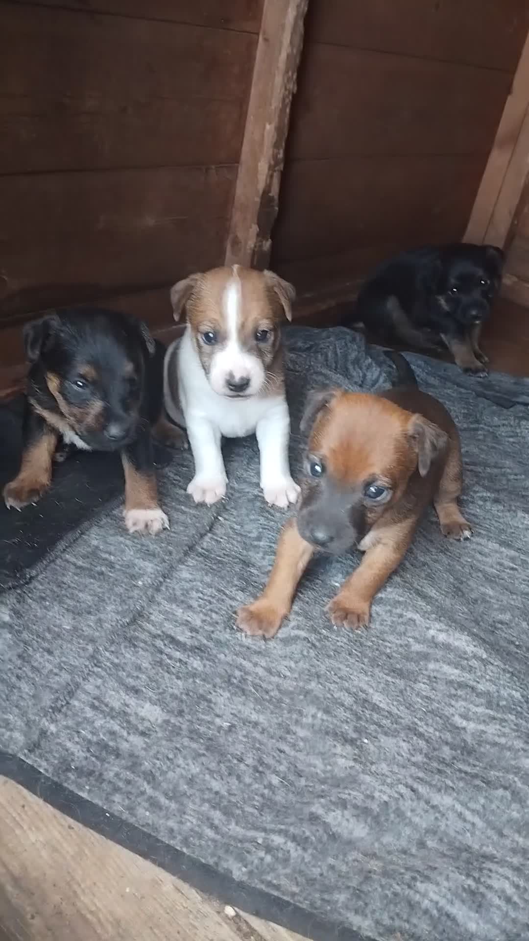 Mixed Breed dogs for sale: Lakeland x jack rustle puppys  - Video 1