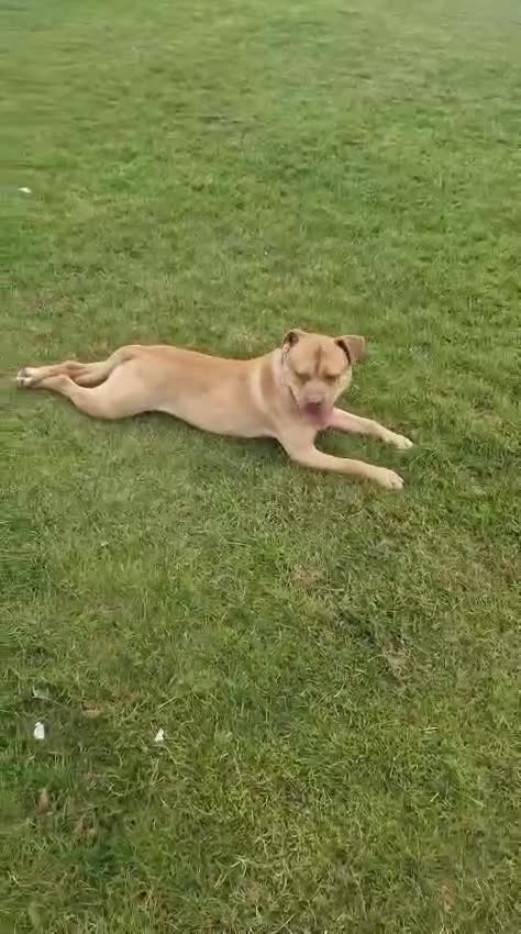 American Bull Staffy dogs for stud: Beautiful temperament  in Luton - Video 4