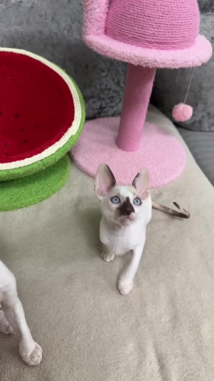 Cornish Rex cats for sale: 🌟Cornish Rex Kittens — Blue Eyes, Champion Line🌟 - Video 2