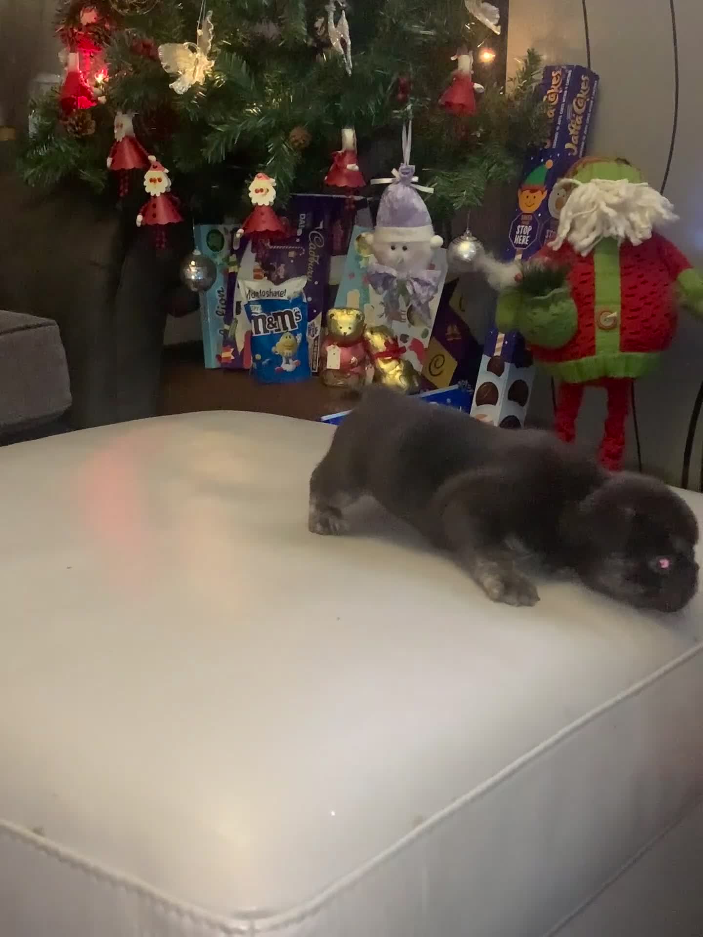 French Bulldog dogs for sale: French bulldogs reduced  ❤️  - Video 1