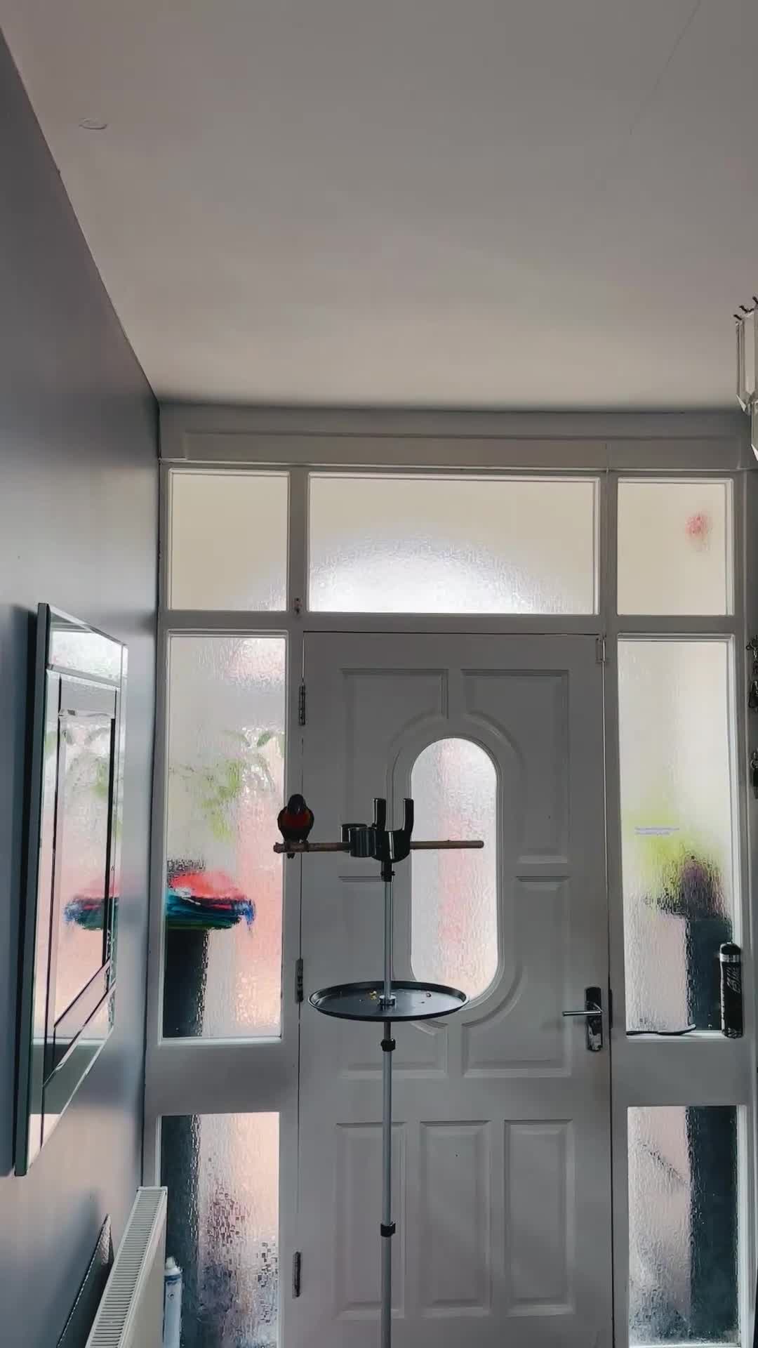 Lorikeets birds for sale: Rainbow Lorikeet + Cage  - Video 3