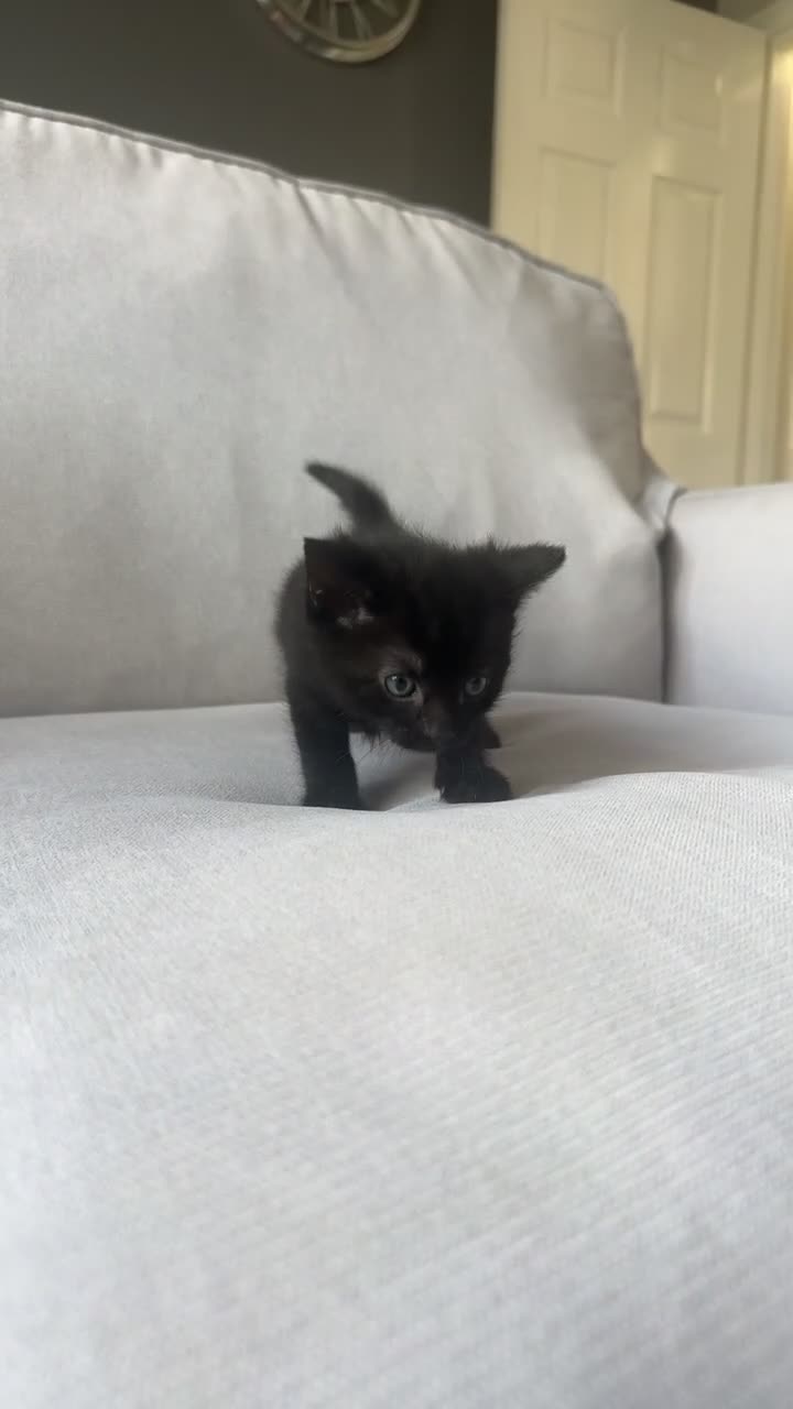 Bombay cats for sale: Beautiful boy kitten for sale  - Video 1