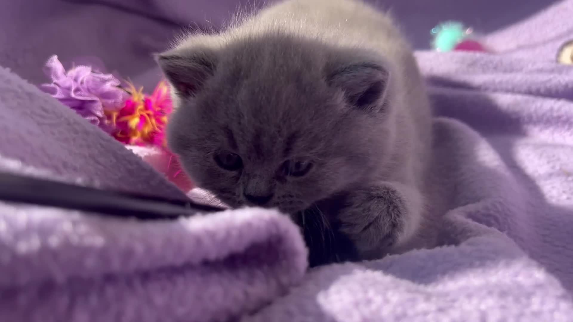 British Shorthair cats for sale: GCCF BSH Kitten  - 1 Blue Girl  - Video 1