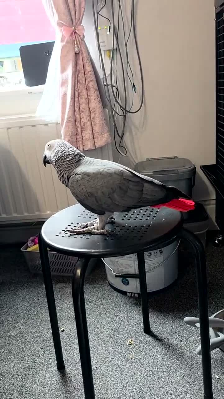 Parrots birds for sale: African grey chatter  - Video 2