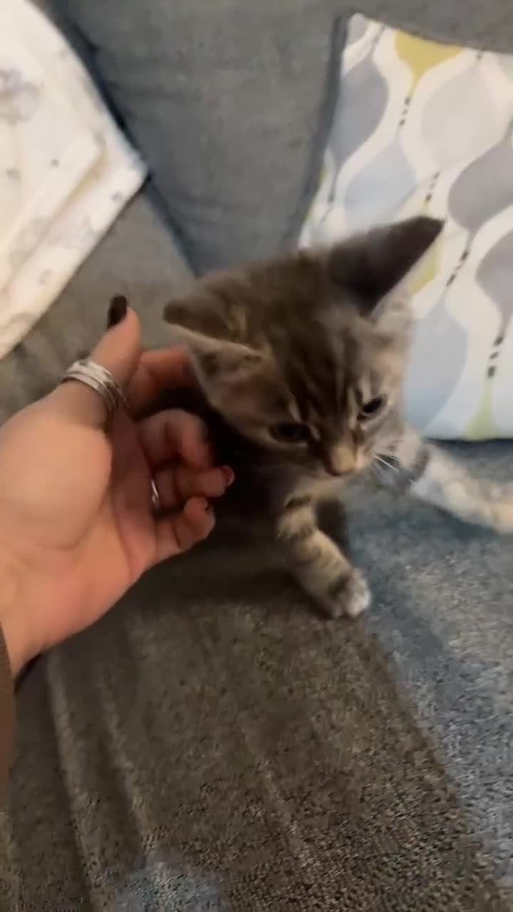 Mixed Breed cats for sale: 9 week old female  - Video 1