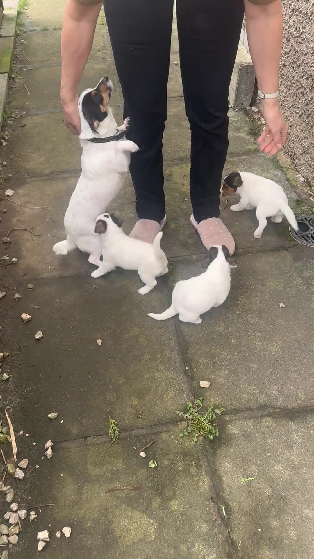 Jack Russell dogs for sale: Jack Russell puppies for sale - Video 1