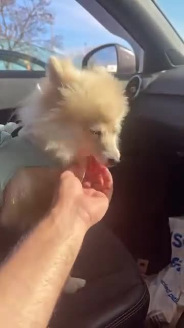 Mixed Breed dogs for sale: Milo(German Spitz & Pomeranian) - Video 2