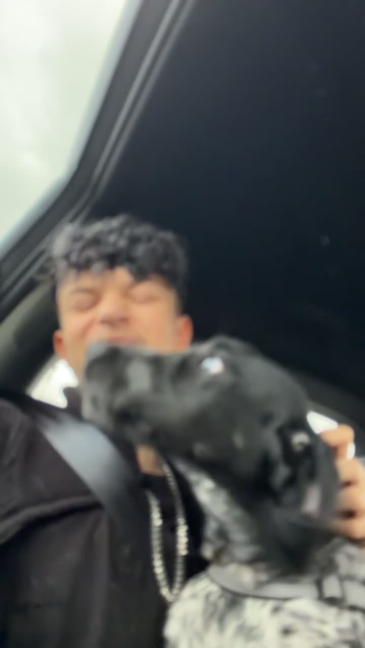 Mixed Breed dogs for sale: Pointer/springer  in Doncaster - Video 1