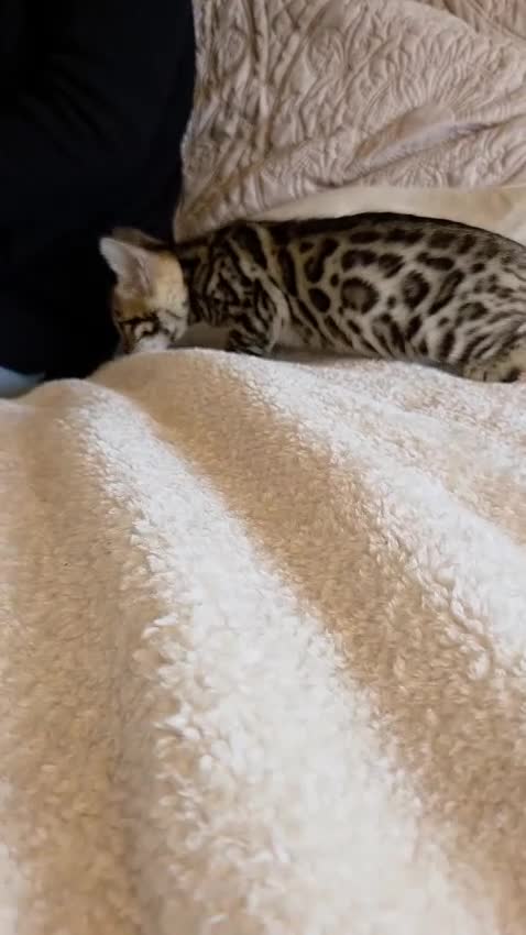 Bengal cats for sale: Bengal Kittens in Nottingham - Video 3