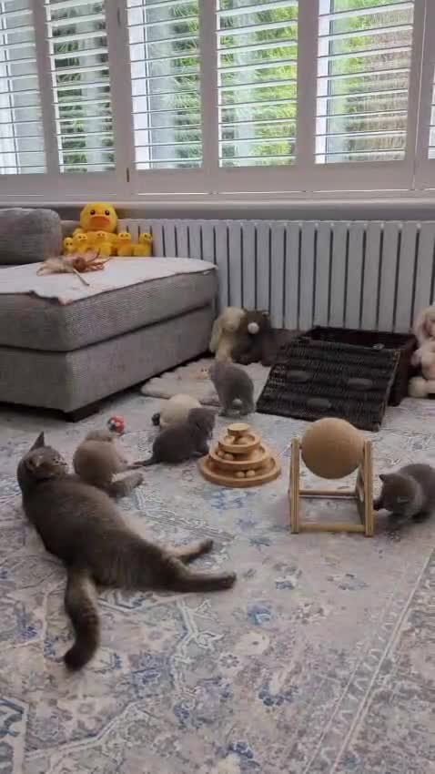 British Shorthair cats for sale: Gorgeous Pure Breed British Shorthair Kittens - Video 3