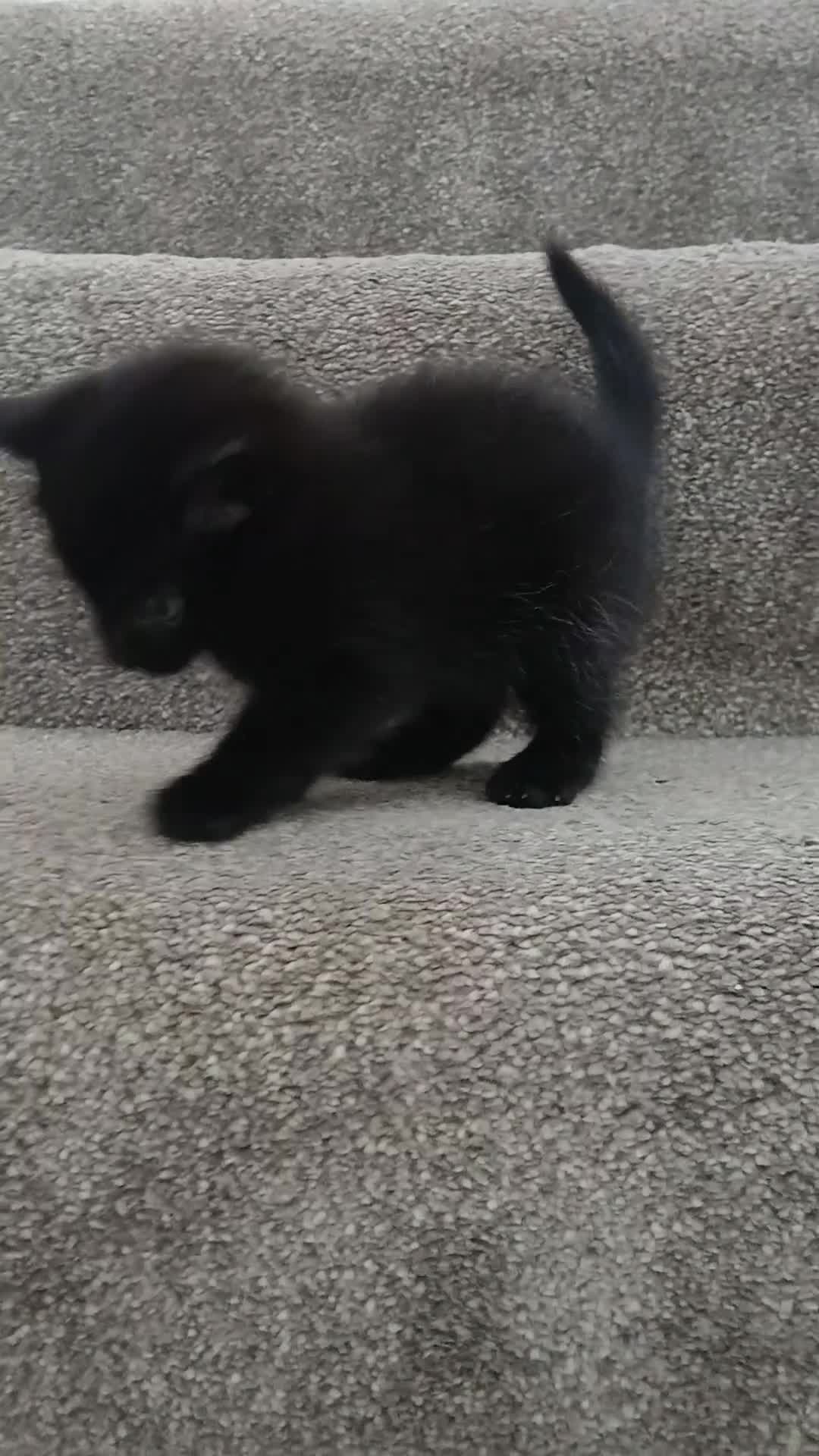 Mixed Breed cats for sale: 3 kittens available, 2 girls, 1 boy - Video 2
