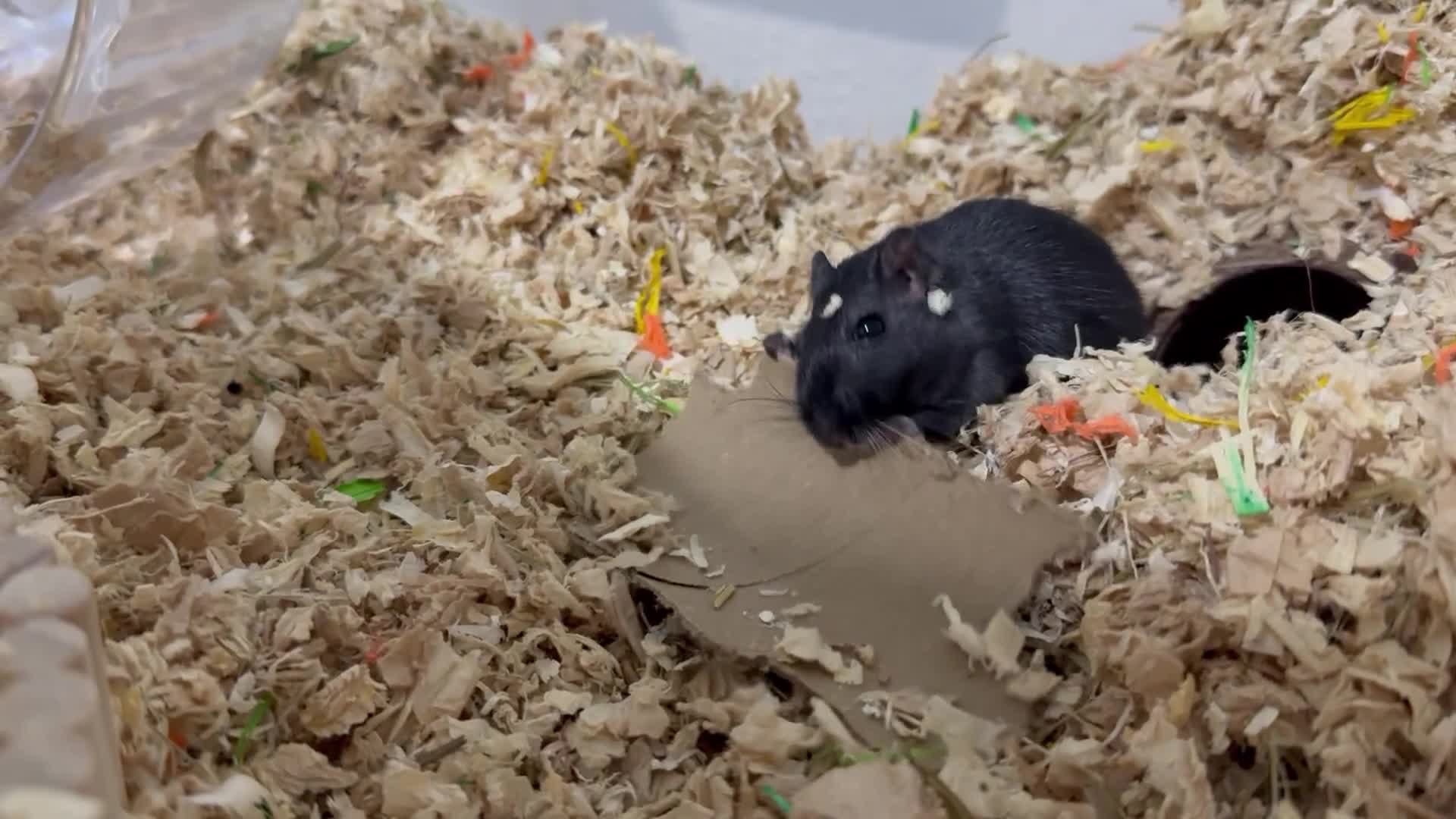 Gerbil rodents for sale: Male gerbil. OPEN TO OFFERS - Video 1