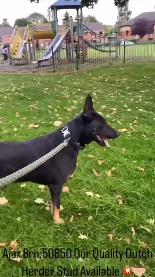 Belgian Shepherd Dog dogs for sale: Dutch herder puppies  - Video 2
