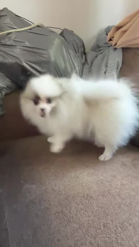 Pomeranian dogs for sale: Pomeranian Boy left Price Reduce! - Video 1