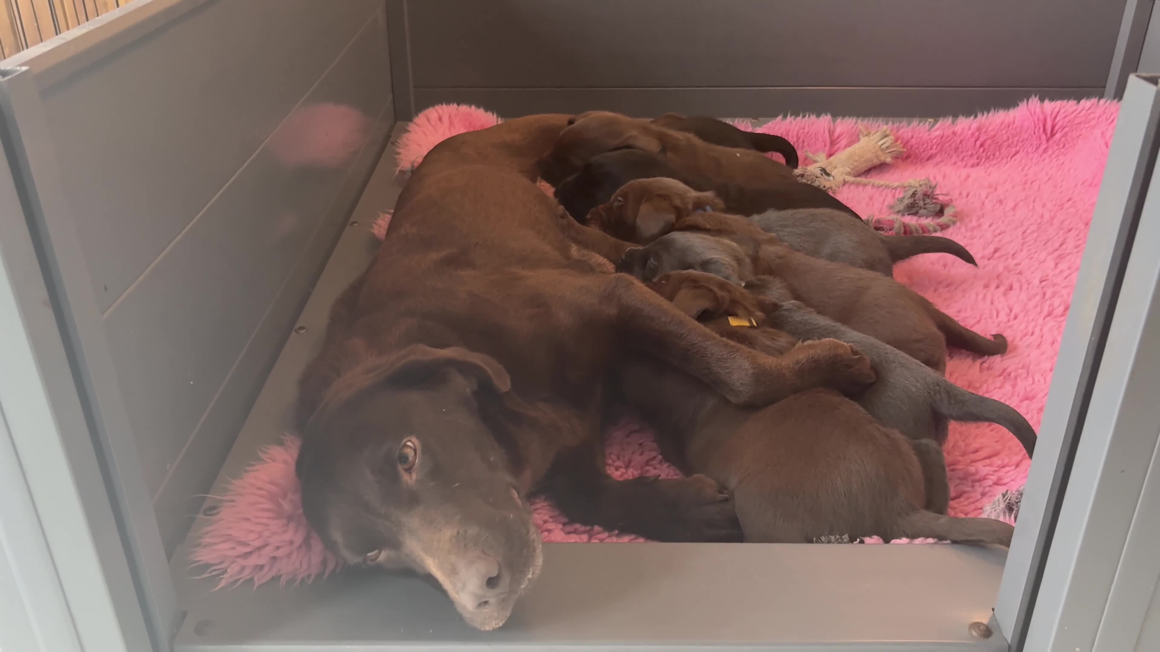 Labrador Retriever dogs for sale: Gorgeous KC, Charcoal, Chocolate and Black Labs - Video 2