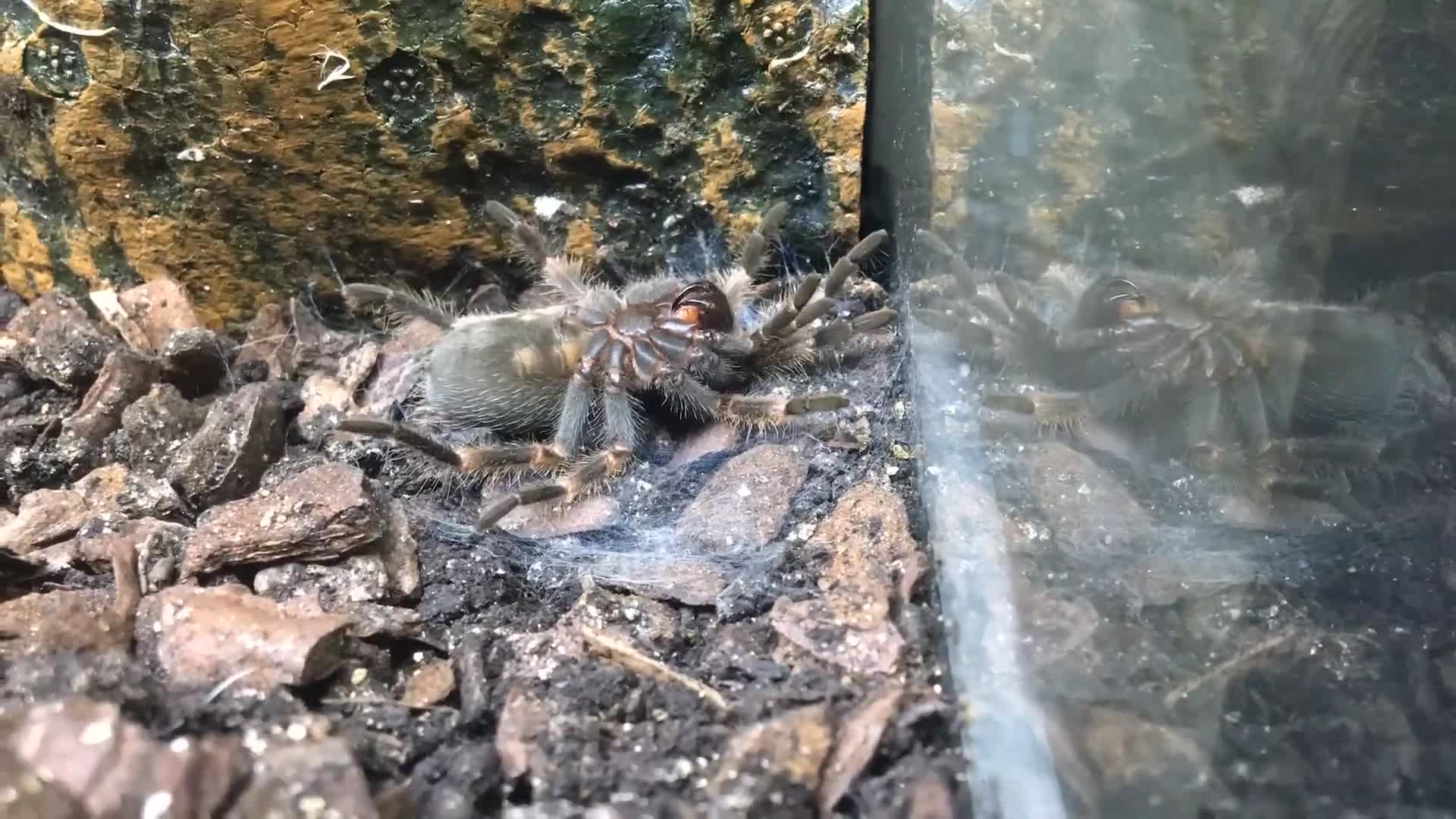 Tarantulas invertebrates for sale: Female Mexican red knee tarantula and set up - Video 1