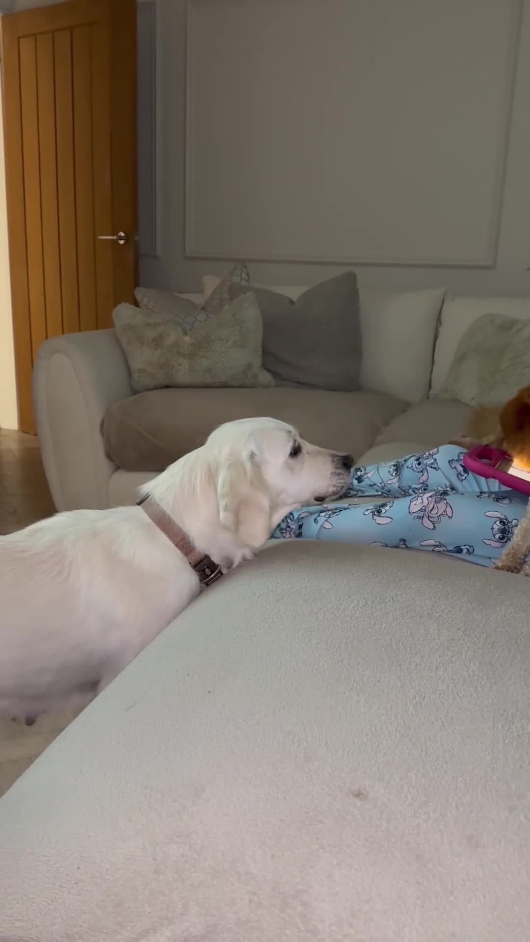 Golden Retriever dogs for sale: Adorable English cream golden retriever  - Video 1