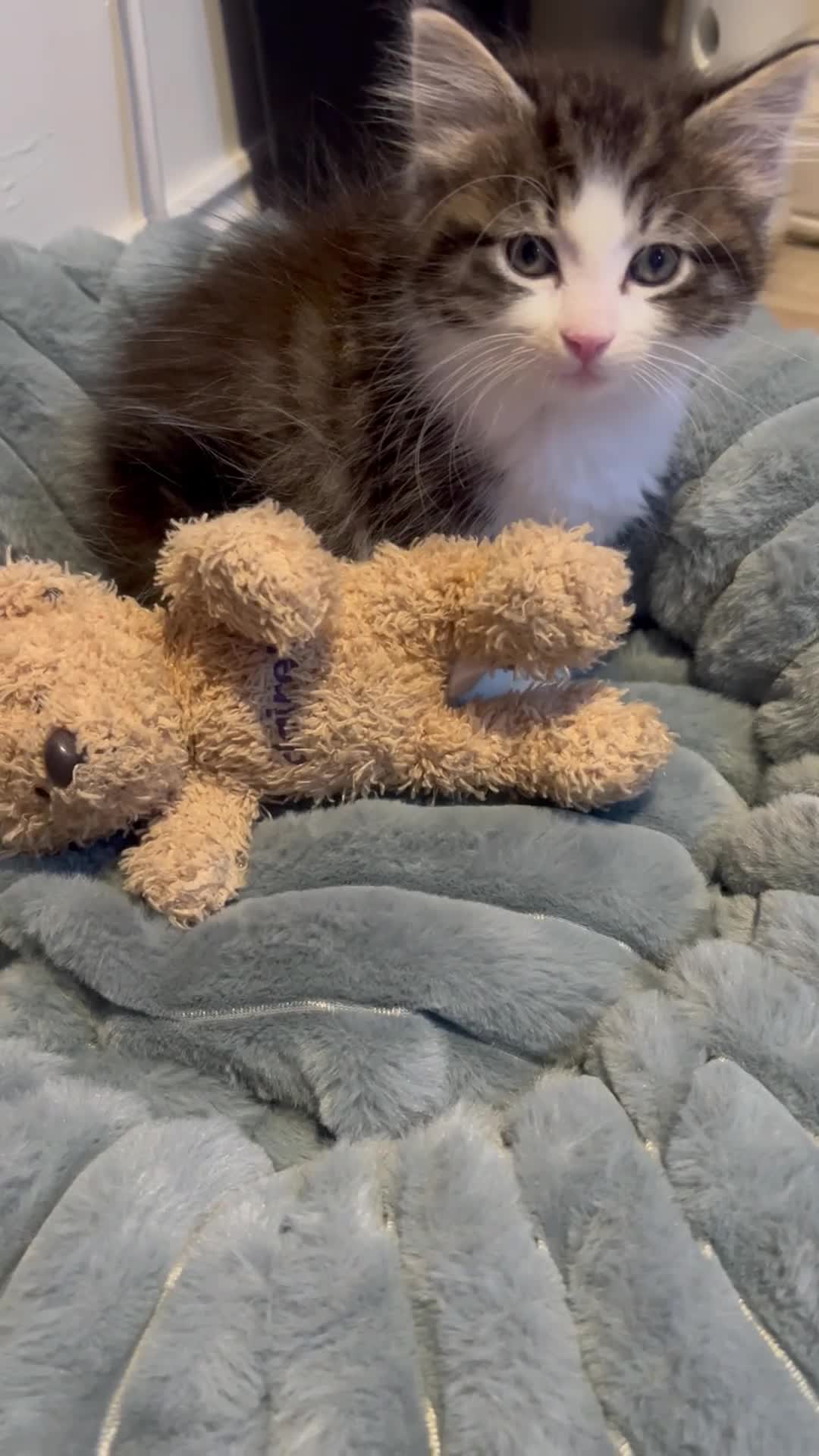 Mixed Breed cats for sale: Meet Minnie Mixed breed Kitten - Video 1