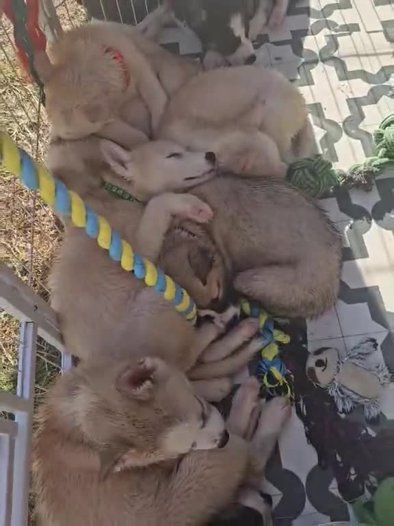 Huskita dogs for sale: Puppies for sale - Video 3