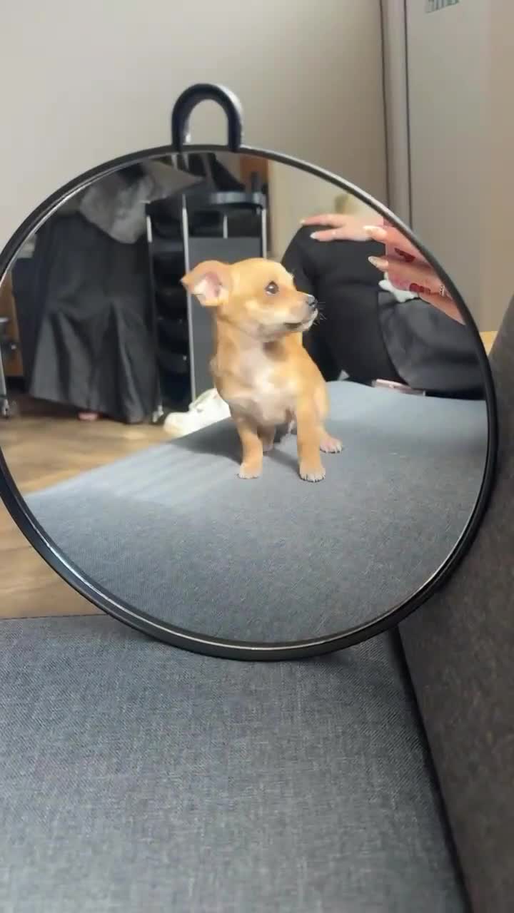 Chihuahua dogs for sale: 4 month old chihuahua   - Video 1