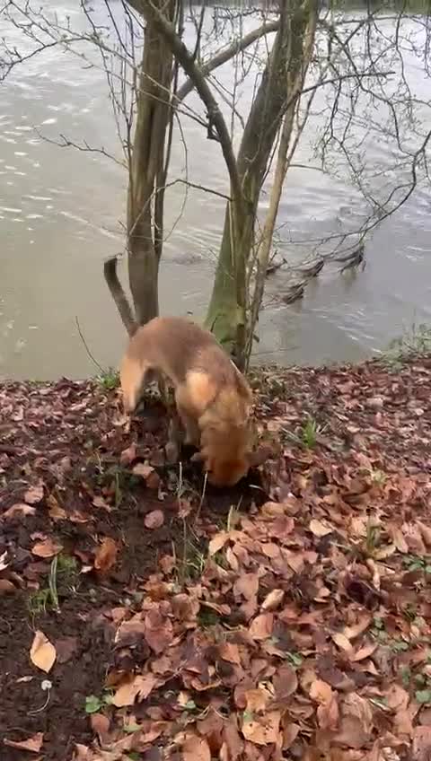 Mixed Breed dogs for adoption: Meet COOKIE, a Lovely Puppy Girl for a Loving Home in Coventry - Video 1