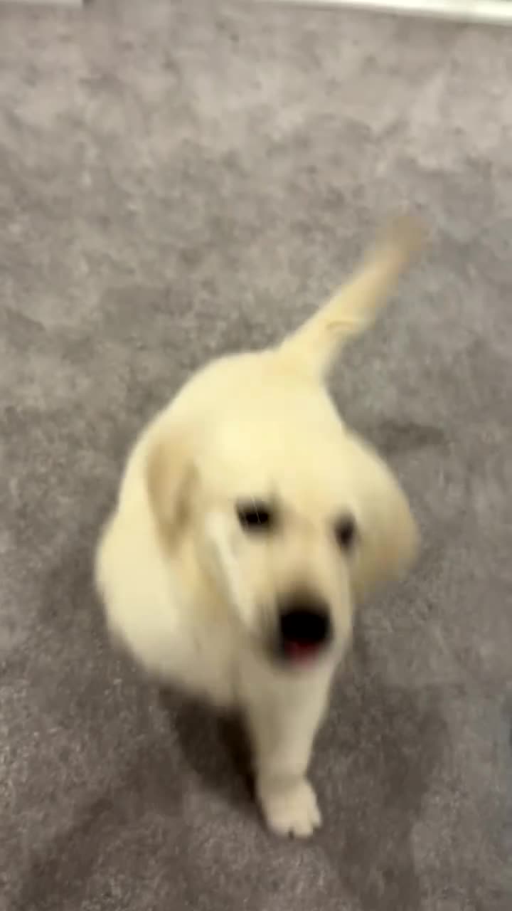 Golden Retriever dogs for sale:     Beautiful Golden Retriever Puppy – Ready Now - Video 2