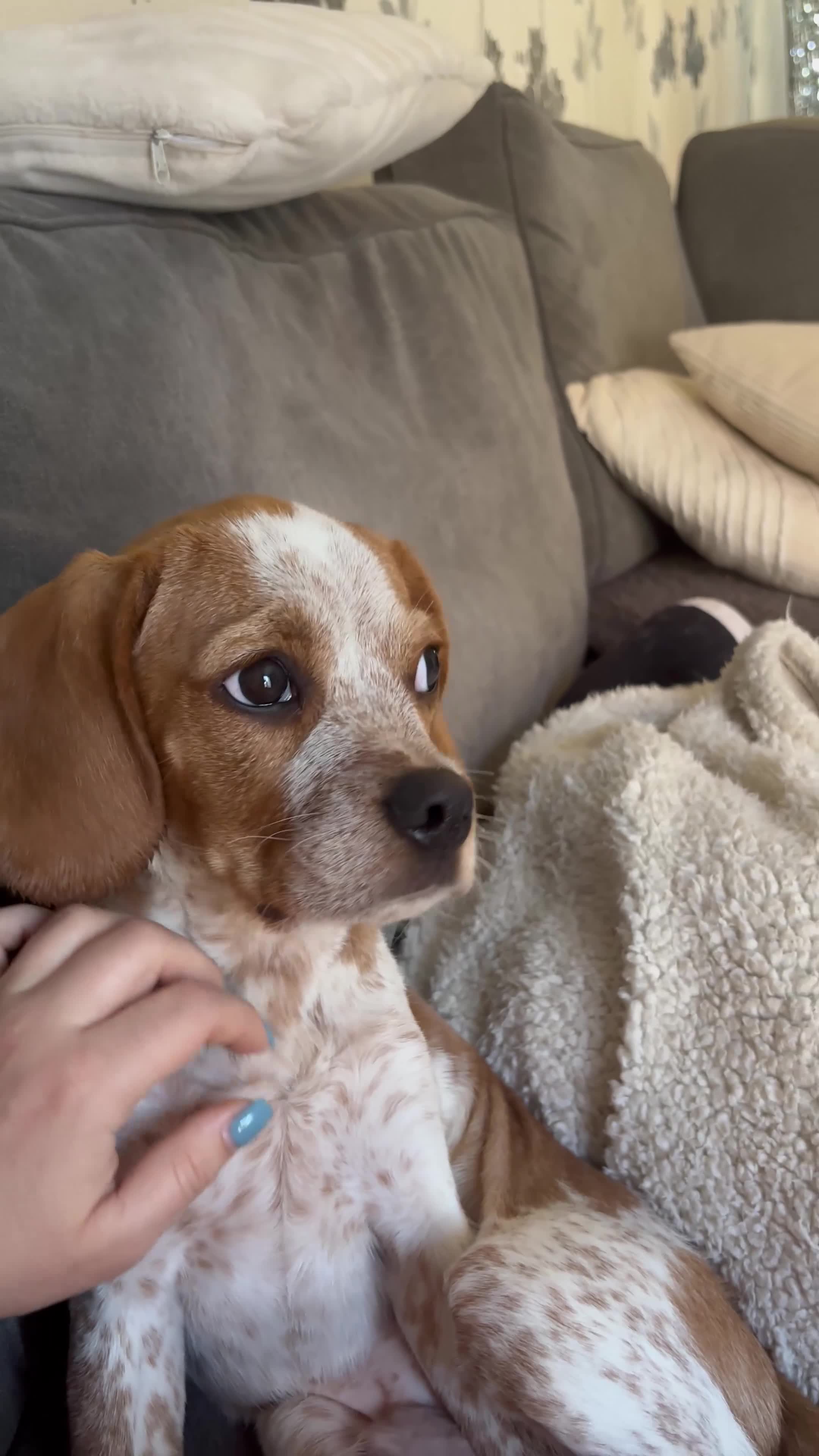 Mixed Breed dogs for sale: 6 month old pup  - Video 2