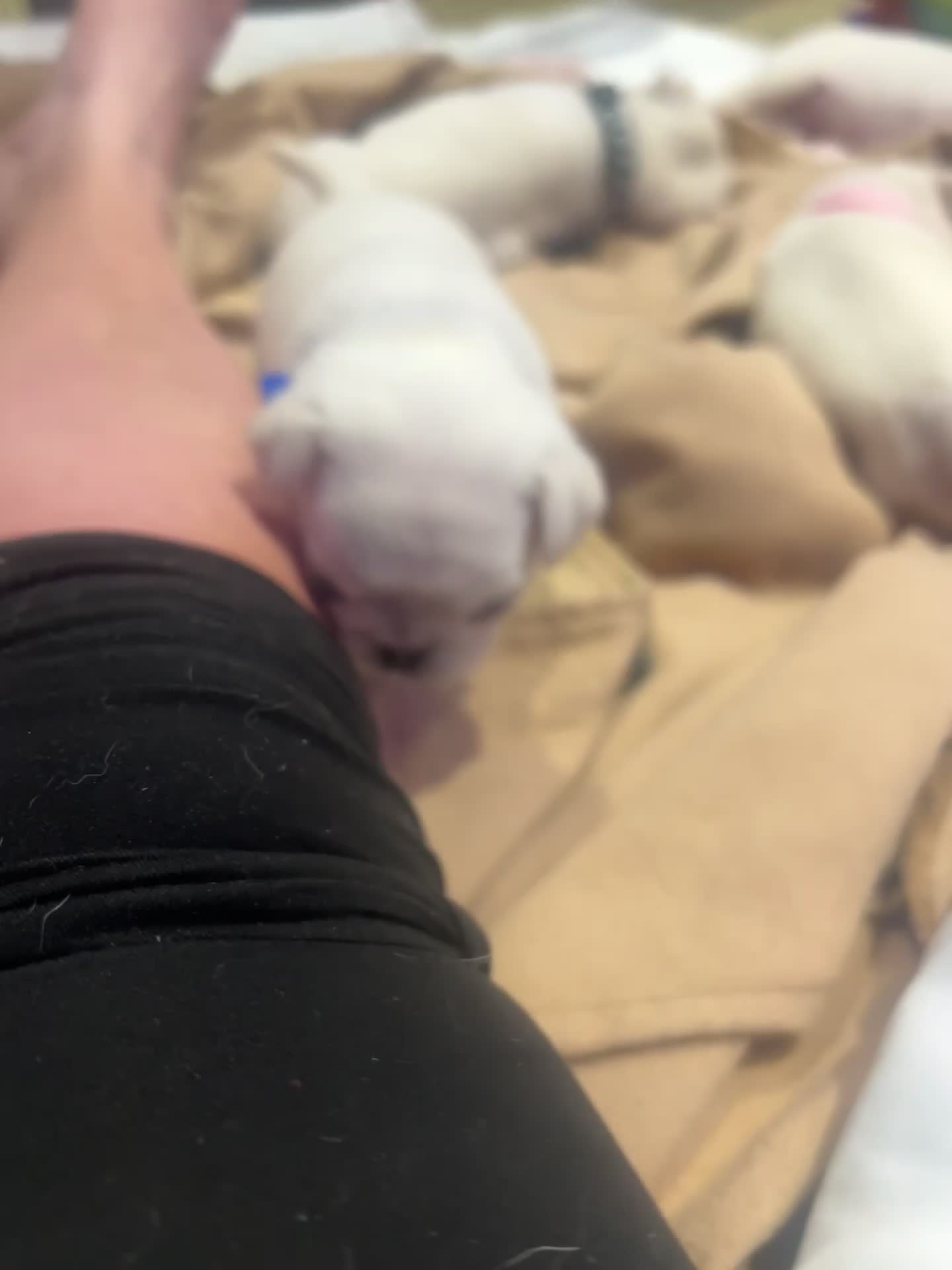 Pug dogs for sale: BEAUTIFUL WHITE PUG PUPS - Video 4