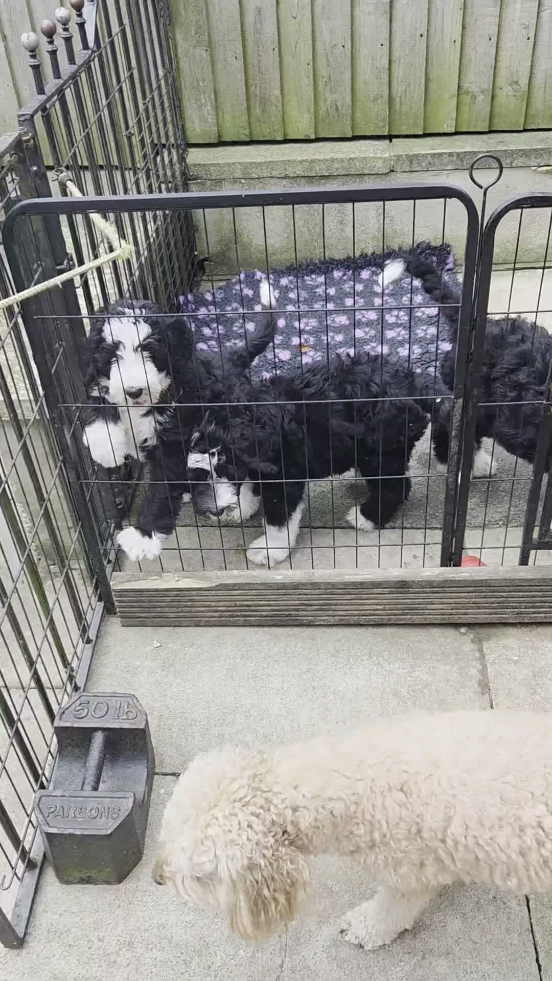 Old English Sheepdog dogs for sale: ONE HANDSOME MALE SHEEPADOODLE AVAILABLE  - Video 2