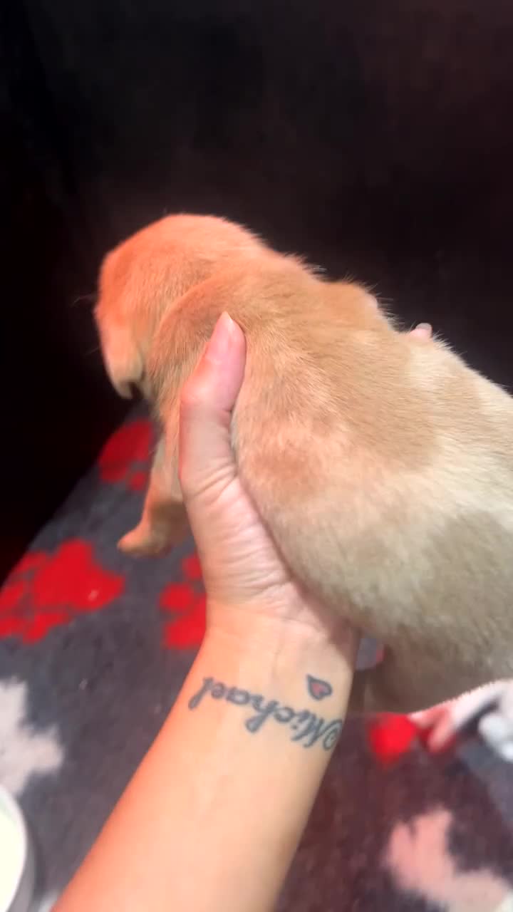 Mixed Breed dogs for sale: Adorable Dameranian puppy’s  - Video 4