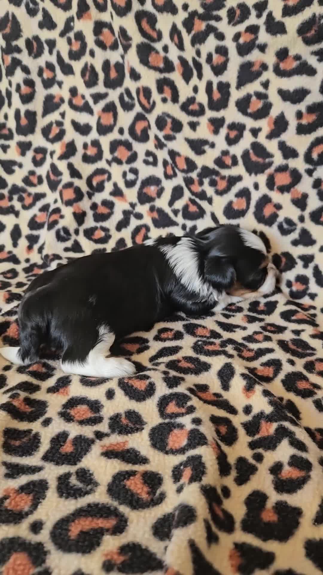 Yorkshire Terrier dogs for sale: DNA tested parents Biewer and Ocean Pearl puppies - Video 1