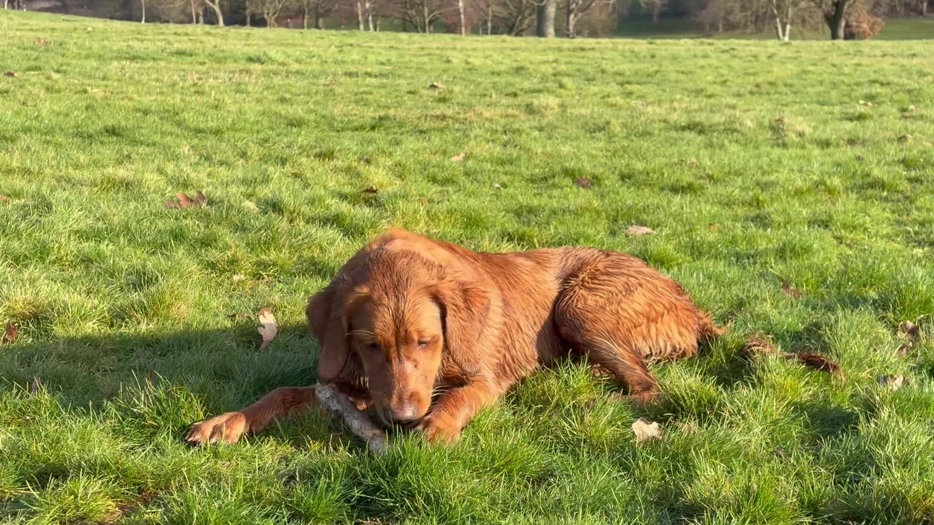 Golden Retriever dogs for sale: Beautiful Young Working Golden Retriever Female - Video 1