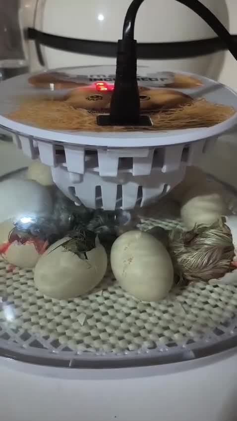 Chickens poultry for sale: Silky chick  - Video 3