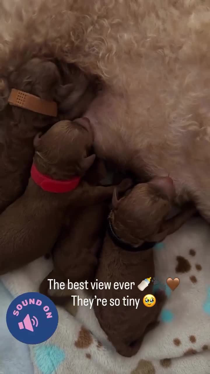 Toy Poodle dogs for sale: 5⭐️licensed ESPONJOSO tiny Half Asian Toy Poodle👑 - Video 3