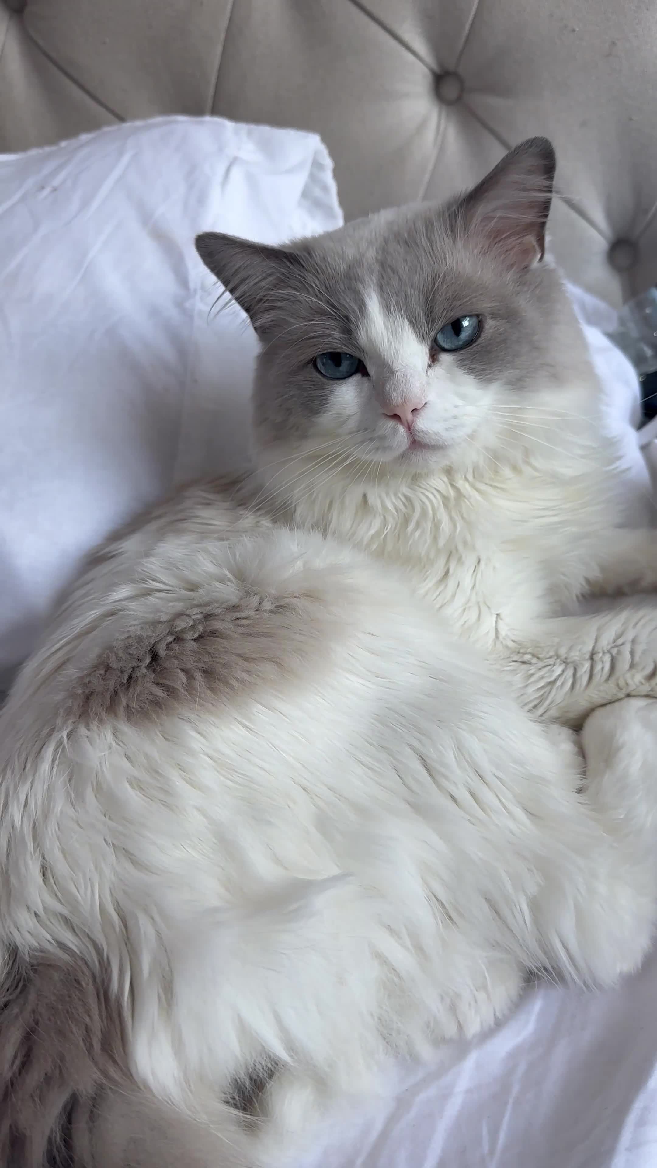 Ragdoll cats for sale: STUNNING FLUFFY LITTER OF 3 RAGDOLL KITTENS in Birmingham - Video 5