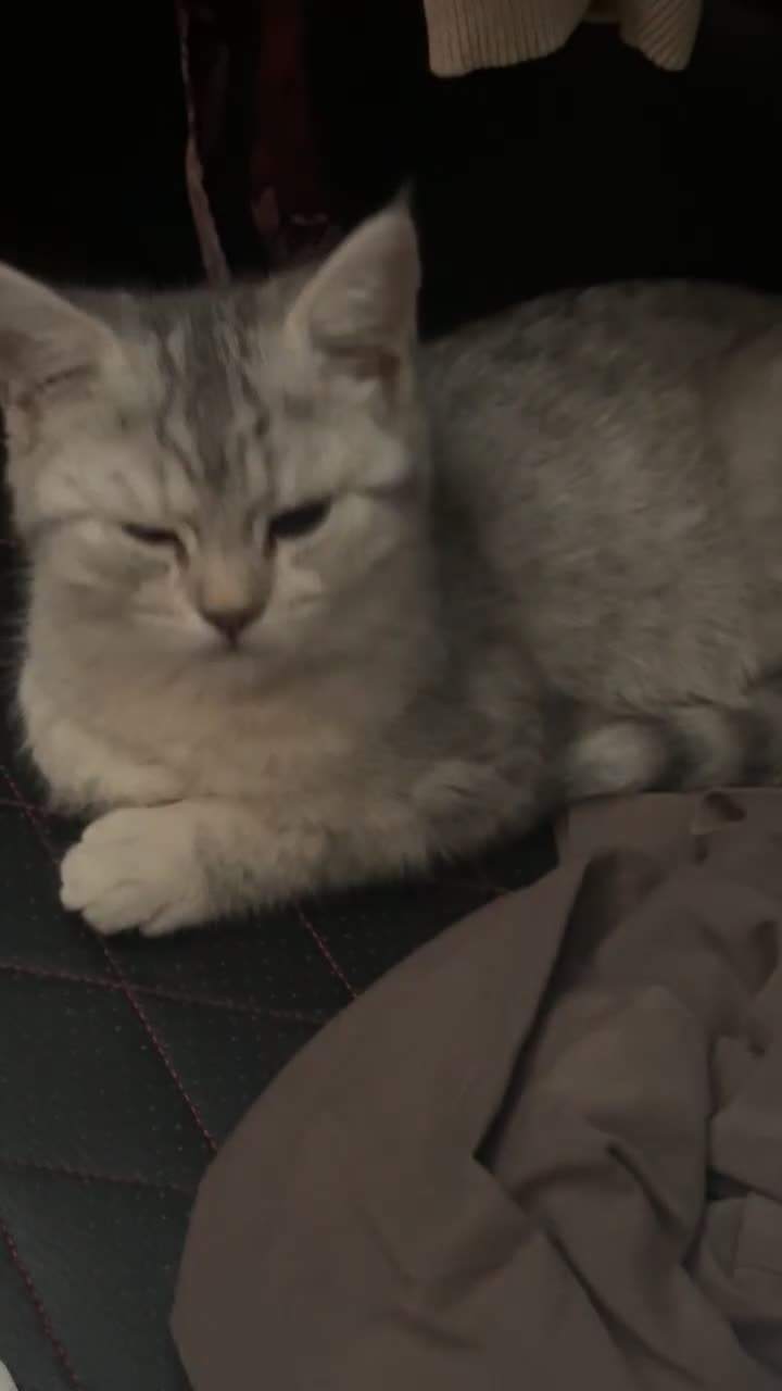 Persian cats for sale: Persian kitten for sale !! Loves cuddles  - Video 2